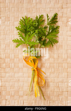 Pelargonium citrosum feuillage frais, feuilles fraîches attaché avec la couleur orange, le minimalisme décoratif bow, feuilles de plantes bouquet Banque D'Images