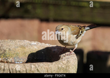 Chaffinch femelle perchée sur petit birdbath in a sunlit UK garden Banque D'Images