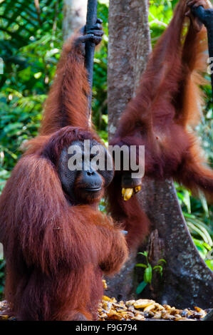 Deux orang-outang suspendu à un arbre dans la jungle, en Indonésie Banque D'Images