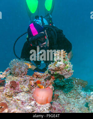 Grande anémone pourpre avec des poissons clown et Asian Man - Scuba Diver, Maldives Banque D'Images