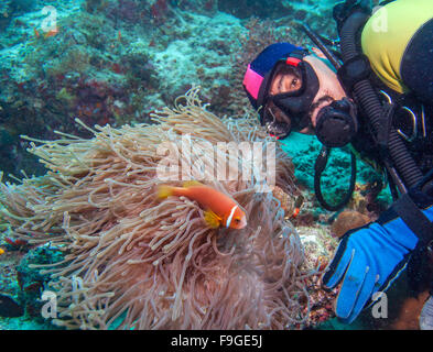 Grande anémone pourpre avec des poissons clown et Asian Man - Scuba Diver, Maldives Banque D'Images