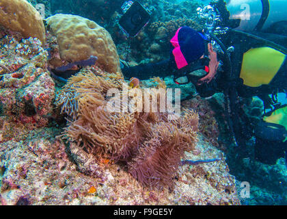 Grande anémone pourpre avec des poissons clown et Asian Man - Scuba Diver, Maldives Banque D'Images