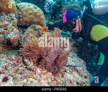 Grande anémone pourpre avec des poissons clown et Asian Man - Scuba Diver, Maldives Banque D'Images