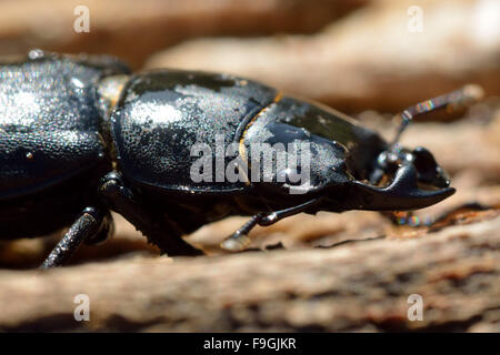 Stag beetle moindre (Dorcus parallelipipedus) mâle. Un gros plan de la tête et le thorax de ce coléoptère dans la famille des Fringillidae Banque D'Images