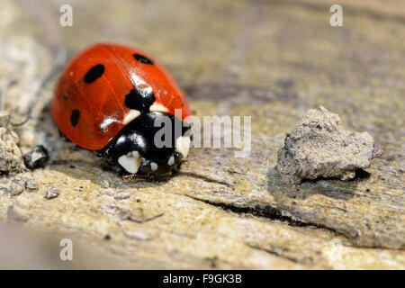 7-spot coccinelle (Coccinella septempunctata). Une coccinelle commun vu de l'avant et au-dessus sur bois Banque D'Images