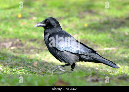 Corneille noire (Corvus corone) profil avec plumes brillantes. Une belle corneille à la recherche de nourriture sur l'herbe Banque D'Images