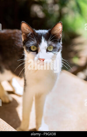 Chaton noir et blanc le contact visuel Banque D'Images