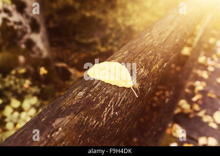 Feuille sur balustrade de bois dans la saison d'automne dans la magnifique lumière du soleil Banque D'Images