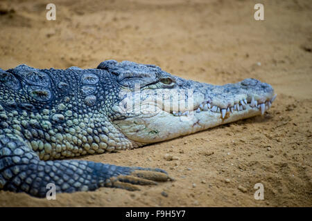 American alligator brun reposant sur le sable au bord d'une rivière Banque D'Images