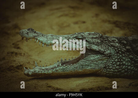 Alligator brun reposant sur le sable au bord d'une rivière Banque D'Images