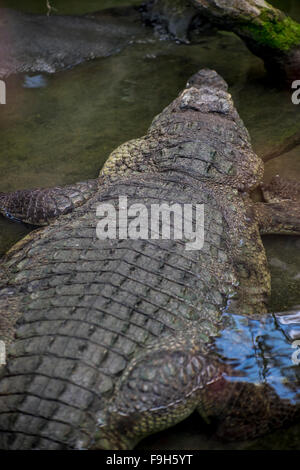 Lézard, alligator brun reposant sur le sable au bord d'une rivière Banque D'Images