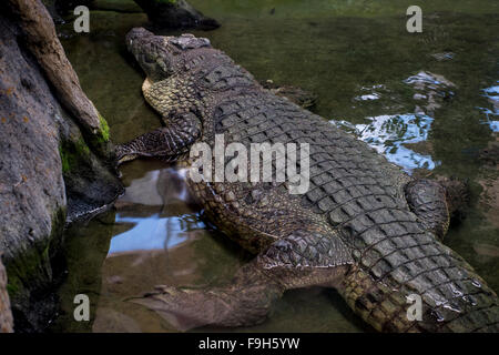 Alligator brun reposant sur le sable au bord d'une rivière Banque D'Images