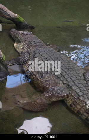 Alligator brun reposant sur le sable au bord d'une rivière Banque D'Images