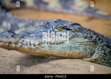 American alligator brun reposant sur le sable au bord d'une rivière Banque D'Images