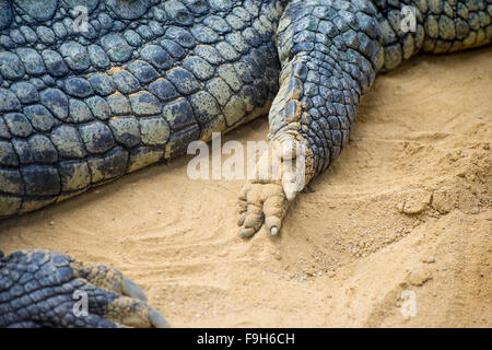 Alligator brun reposant sur le sable au bord d'une rivière Banque D'Images