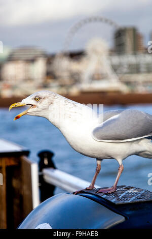 Une Mouette piailler, jetée de Brighton, Brighton, Sussex, UK Banque D'Images