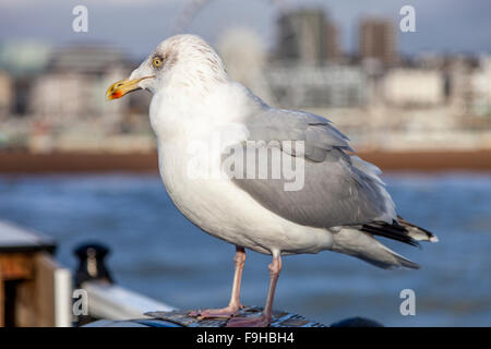 Une mouette, jetée de Brighton, Brighton, Sussex, UK Banque D'Images