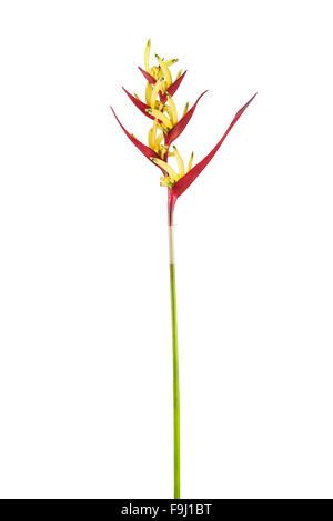 Rouge-jaune fleur Heliconia psittacorum (perruche) isolé sur fond blanc Banque D'Images