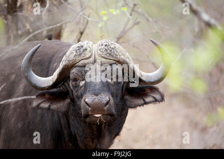 Vue rapprochée d'un Africain Buffalo Bull au Parc National Kruger en Afrique du Sud Banque D'Images