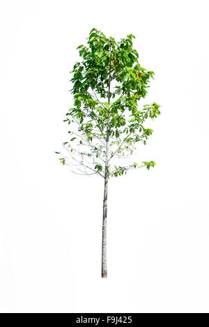 Petit arbre vert isolated on white Banque D'Images