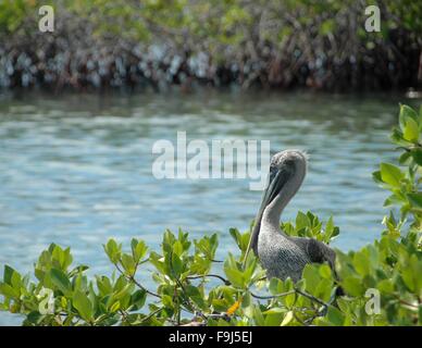 Un pélican dans la mangrove sur Santa Cruz, Galapagos, Equateur. Banque D'Images