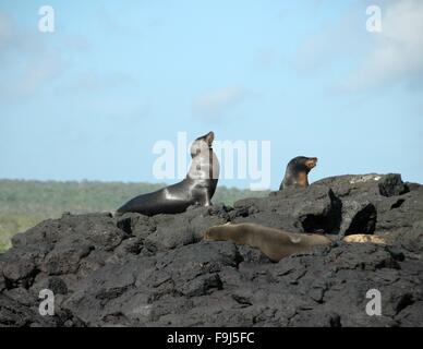 Trois petits lions de mer se prélasser au soleil sur l'Île Floreana, Galapagos, Equateur. Banque D'Images