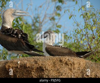 Deux des Fous à pattes bleues, sur l'Île Floreana, Galapagos, Equateur. Banque D'Images