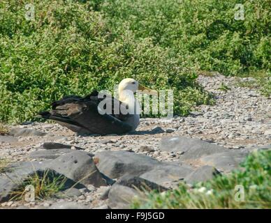 Reposant sur un albatros de l'Île Española, Galapagos, Equateur. Banque D'Images