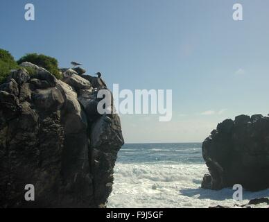 Deux fous de Nazca sur l'Île Española, Galapagos, Equateur. Banque D'Images