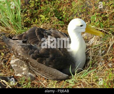 Un albatros se percher sur l'Île Española, Galapagos, Equateur. Banque D'Images