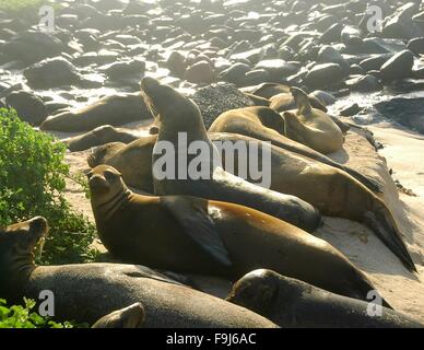 Un tas de lions de mer sur l'Île Española, Galapagos, Equateur. Banque D'Images