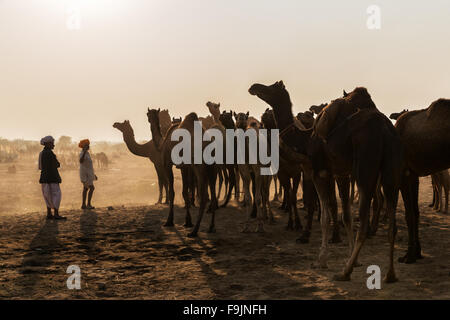 Deux hommes regardant des chameaux dans le soleil fort à Pushkar Mela, marché aux chameaux, Pushkar, Rajasthan Banque D'Images