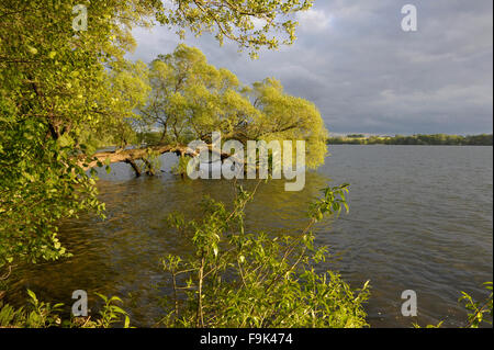 Le lac drawsko (jezioro drawsko), Poméranie lakeland (pojezierze pomorskie), Poméranie occidentale, Pologne Banque D'Images