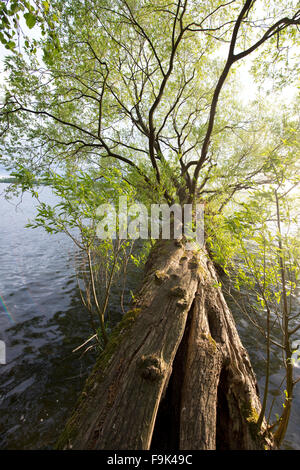 Le lac drawsko (jezioro drawsko), Poméranie lakeland (pojezierze pomorskie), Poméranie occidentale, Pologne Banque D'Images