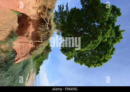 Arbre sur le bord de plage de tuja, golfe de Riga, Lettonie Banque D'Images