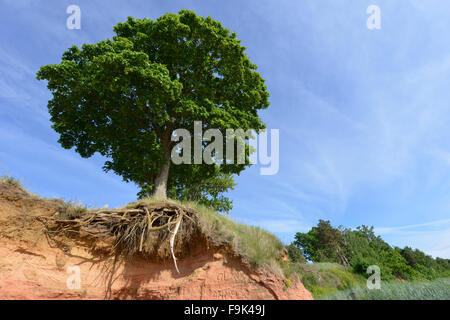 Arbre sur le bord de plage de tuja, golfe de Riga, Lettonie Banque D'Images