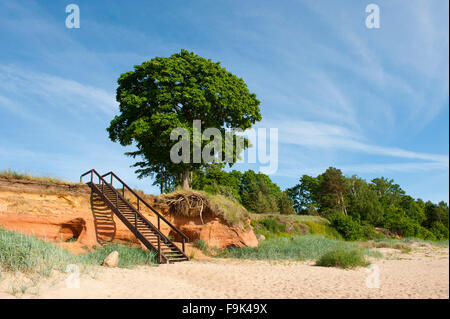 Arbre sur le bord de plage de tuja, golfe de Riga, Lettonie Banque D'Images