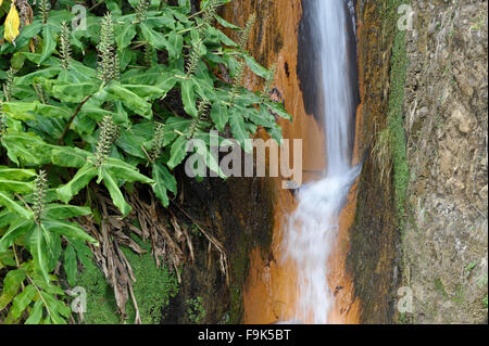 Cascade, Ribeira Quente, São Miguel, Açores, Portugal Banque D'Images