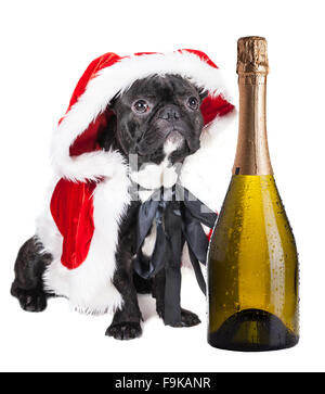 Bouledogue français avec champagne au costume du Nouvel An Banque D'Images