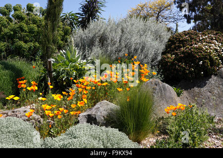 ESCHSCHOLZIA californica. Pavot de Californie. Banque D'Images