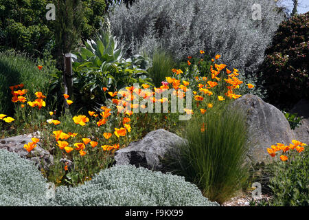 ESCHSCHOLZIA californica. Pavot de Californie. Banque D'Images