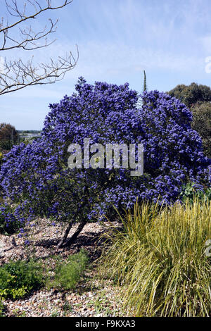 CEANOTHUS CONCHA. Lilas de Californie. Banque D'Images