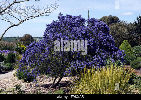 CEANOTHUS CONCHA. Lilas de Californie. Banque D'Images