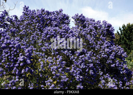 CEANOTHUS CONCHA. Lilas de Californie. Banque D'Images