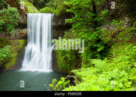 Le tombe dans le Silver Falls State Park, Oregon, USA. Banque D'Images