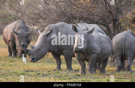 Un troupeau (crash) de rhinocéros blanc du sud (Ceratotherium simum simum), Okavango Delta, Botswana, Africa Banque D'Images