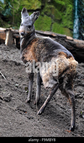 Un an et demi ans de cerfs porte-musc de Sibérie rares (Moschus moschiferus) bénéficie d'un boîtier rénové dans un zoo à Usti nad Labem, République tchèque, le 16 décembre 2015. Le cerf porte-musc de Sibérie est classée comme menacée, parce qu'il est chassé pour sa glande de musc. Caractéristiques les plus frappantes des cerfs porte-musc de Sibérie sont ses dents, qui poussent les hommes pour l'affichage au lieu de bois. (CTK) Zavoral Libor/Photo Banque D'Images