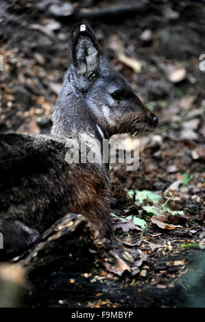 Un an et demi ans de cerfs porte-musc de Sibérie rares (Moschus moschiferus) bénéficie d'un boîtier rénové dans un zoo à Usti nad Labem, République tchèque, le 16 décembre 2015. Le cerf porte-musc de Sibérie est classée comme menacée, parce qu'il est chassé pour sa glande de musc. Caractéristiques les plus frappantes des cerfs porte-musc de Sibérie sont ses dents, qui poussent les hommes pour l'affichage au lieu de bois. (CTK) Zavoral Libor/Photo Banque D'Images