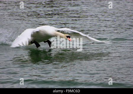 Swan Landing sur un lac dans les alpes Banque D'Images