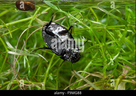 L'eau d'argent moins Hydrochara caraboides - Beetle Banque D'Images